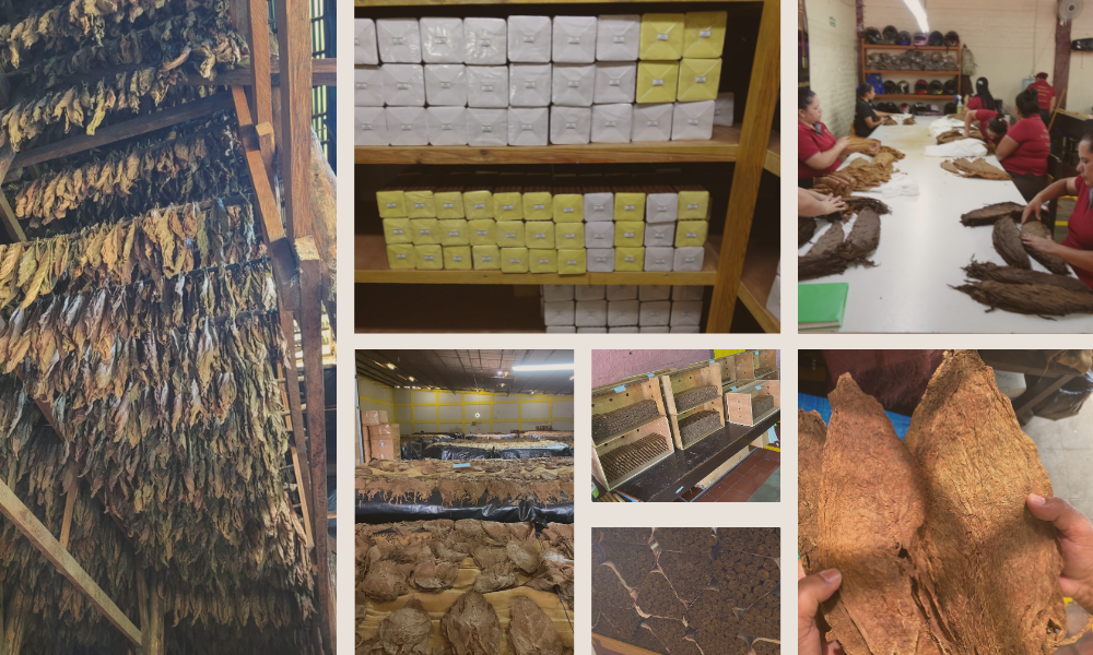 cigar making process